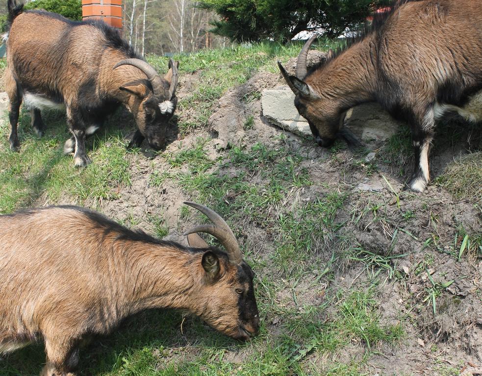 Mazowieckie Siolo Julianowka Villa Eksteriør bilde